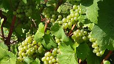 Chardonnay-ripening-2-225