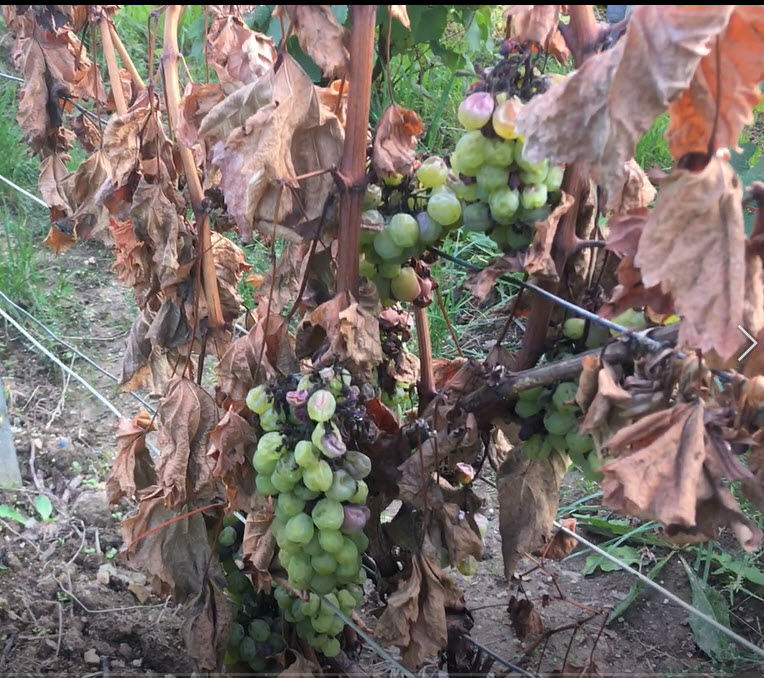 Chardonnay in bad condition Sept 2021