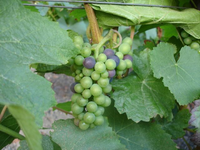 Veraison on August 29th at Ludes