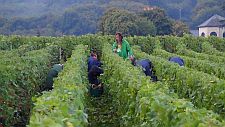 Pickers-in-the-wet-in-Verzy225