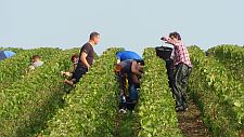 Picking-in-the-sunshine-in-Chouilly225