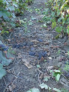 Grapes-left-on-the-ground225