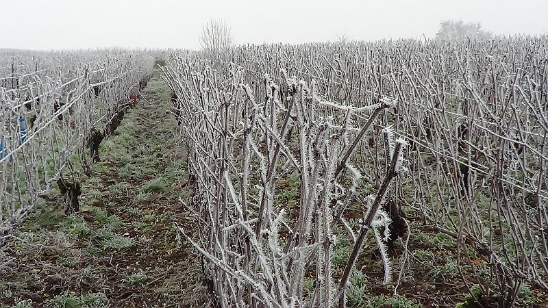 Frost on the vines2