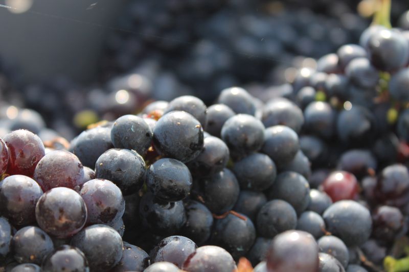 Grapes close up
