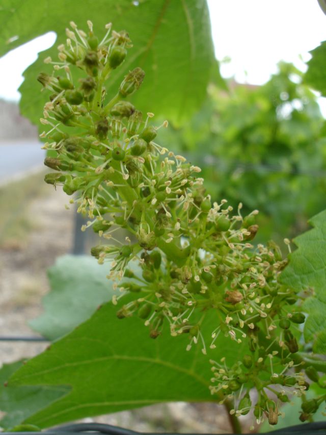 May 24th 2011 vines in flower 2