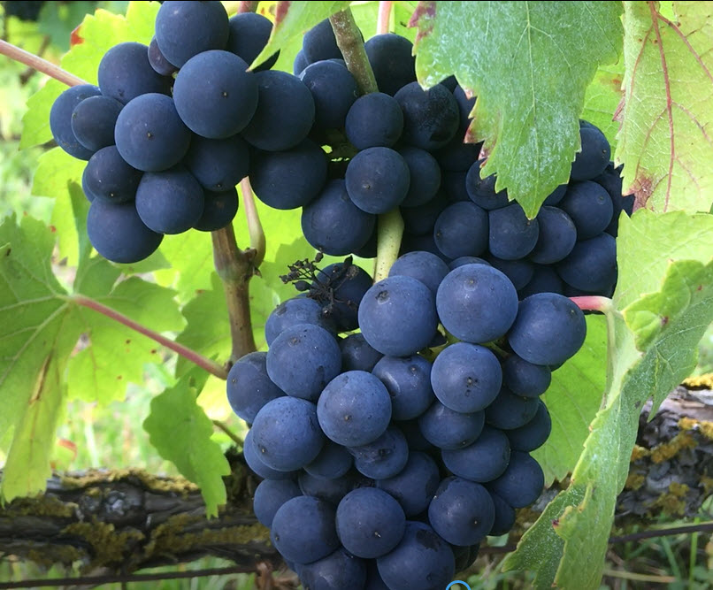 Pinot Noir in good condition Sept 2021
