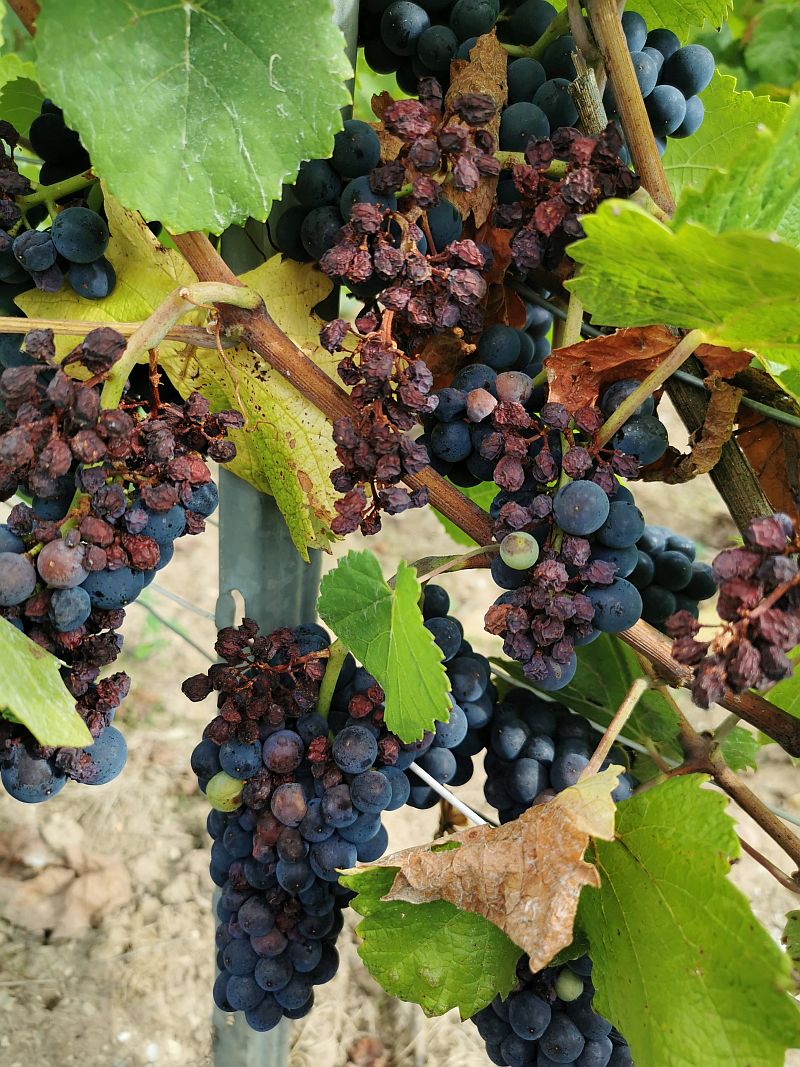 Sunburnt grapes