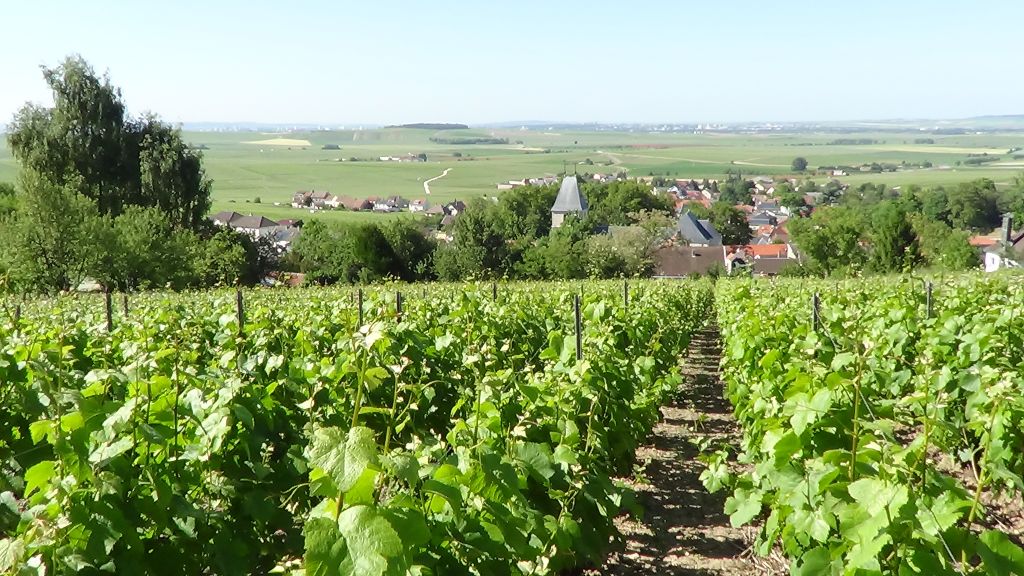 Vineyard landscape