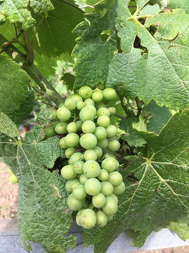 Young grapes July