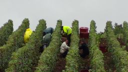 busy-picking-grapes