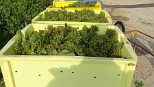 Chardonnay-in-Chouilly-1st-October-2013