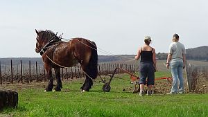 Ploughing300