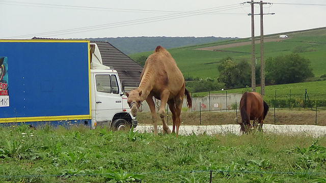 Camel