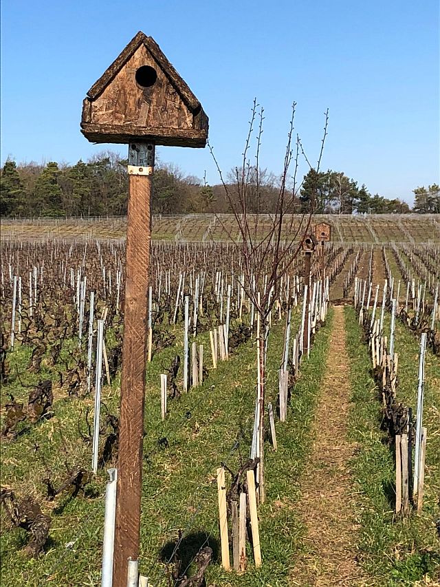 Bird boxes 1