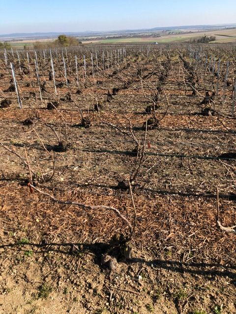 No grass cover
